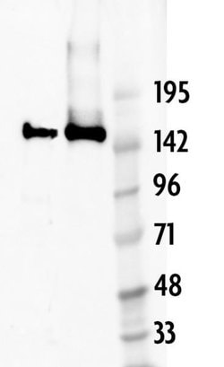 Cas9 Recombinant Mouse Monoclonal Antibody, AbFlex , Active Motif:Antibodies:Primary