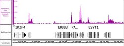 RNA Pol II Recombinant Mouse Monoclonal Antibody, AbFlex , Active Motif