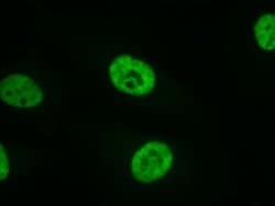 RNA Pol II Recombinant Mouse Monoclonal Antibody, AbFlex , Active Motif