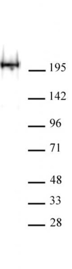 RNA Pol II Recombinant Mouse Monoclonal Antibody, AbFlex , Active Motif