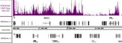 Histone H3K9me0 Recombinant Mouse Monoclonal Antibody, AbFlex , Active Motif 10 &mu;g | Buy Online | Active Motif | Fisher Scientific