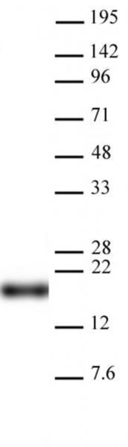 Histone H3K9me0 Recombinant Mouse Monoclonal Antibody, AbFlex , Active Motif 10 &mu;g | Buy Online | Active Motif | Fisher Scientific