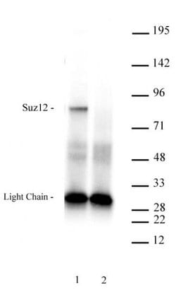 Suz12 Recombinant Mouse Monoclonal Antibody, AbFlex , Active Motif:Antibodies:Primary
