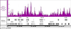 Histone H3.3 Mouse anti-Human, Active Motif 10 &mu;g; Unconjugated:Antibodies,