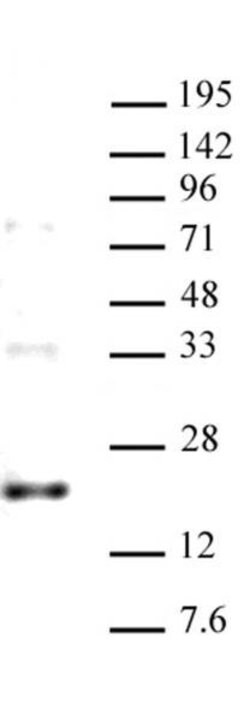 Histone H3.3 Mouse anti-Human, Active Motif 10 &mu;g; Unconjugated:Antibodies,