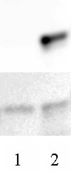 Histone H3.3 Mouse anti-Human, Active Motif 10 &mu;g; Unconjugated:Antibodies,