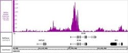 Histone H3K27ac Recombinant Mouse Monoclonal Antibody, AbFlex , Active