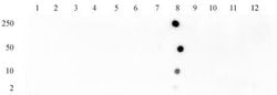Histone H3K27ac Recombinant Mouse Monoclonal Antibody, AbFlex , Active