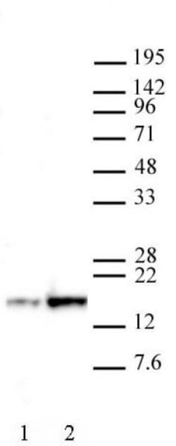 Histone H3K27ac Recombinant Mouse Monoclonal Antibody, AbFlex , Active