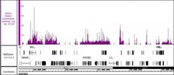 HDAC2 Recombinant Mouse Monoclonal Antibody, AbFlex , Active Motif:Antibodies:Primary