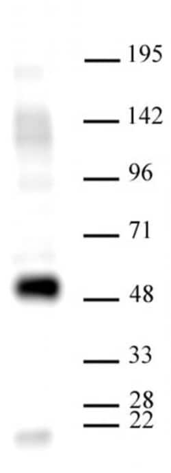 HDAC3 Recombinant Mouse Monoclonal Antibody, AbFlex , Active Motif:Antibodies:Primary
