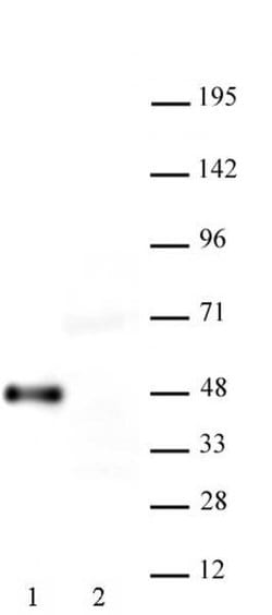Myc-Tag Recombinant Mouse Monoclonal Antibody, AbFlex , Active Motif 100