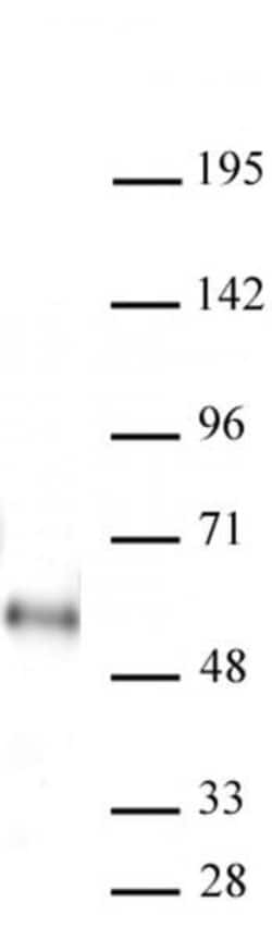 MAZ Recombinant Mouse Monoclonal Antibody, AbFlex , Active Motif 10 &mu;g;