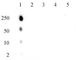 Phospho-ATM (Ser1981) Recombinant Mouse Monoclonal Antibody, AbFlex , Active