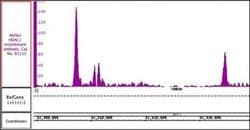 HDAC1 Recombinant Mouse Monoclonal Antibody, AbFlex , Active Motif 10 &mu;g;