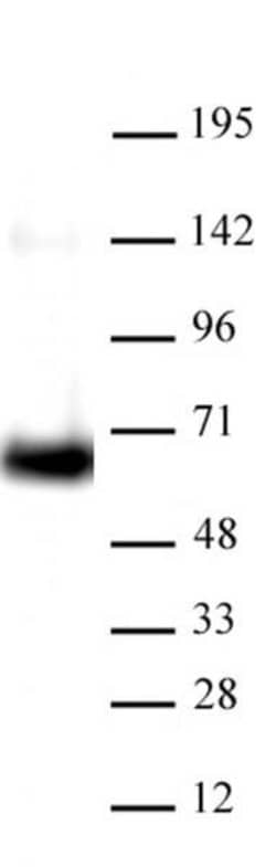 HDAC1 Recombinant Mouse Monoclonal Antibody, AbFlex , Active Motif 10 &mu;g;