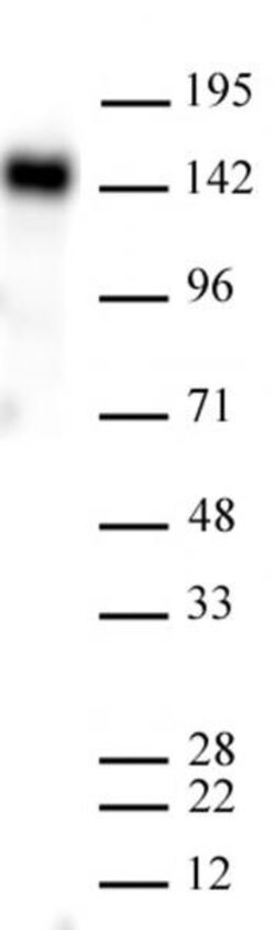 EHMT2 (G9a) Recombinant Mouse Monoclonal Antibody, AbFlex , Active Motif:Antibodies:Primary