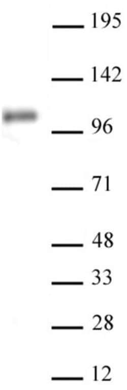 Notch1 Recombinant Mouse Monoclonal Antibody, AbFlex , Active Motif 100