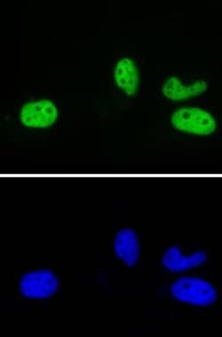 Rad21 Recombinant Mouse Monoclonal Antibody, AbFlex , Active Motif:Antibodies:Primary