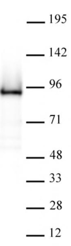 Rad21 Recombinant Mouse Monoclonal Antibody, AbFlex , Active Motif:Antibodies:Primary