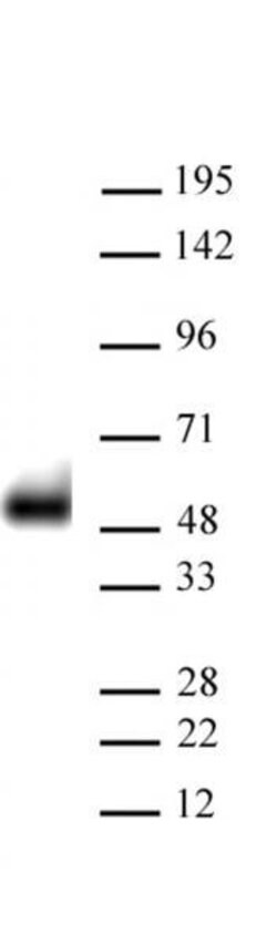 p53 Recombinant Mouse Monoclonal Antibody, AbFlex , Active Motif 10 &mu;g;