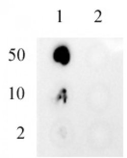 Ubiquitin Recombinant Mouse Monoclonal Antibody, AbFlex , Active Motif 10 &mu;g | Buy Online | Active Motif | Fisher Scientific
