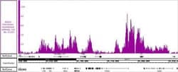 Histone H3K36me3 Recombinant Mouse Monoclonal Antibody, AbFlex , Active