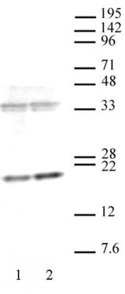 Histone H3K36me3 Recombinant Mouse Monoclonal Antibody, AbFlex , Active