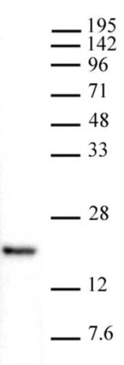 Histone H3K4me1 Recombinant Mouse Monoclonal Antibody, AbFlex , Active