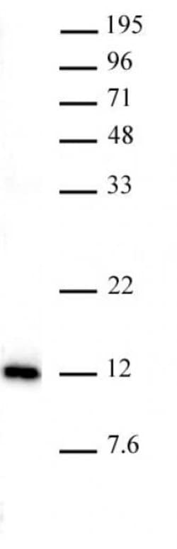 Histone H4K20me1 Recombinant Mouse Monoclonal Antibody, AbFlex , Active