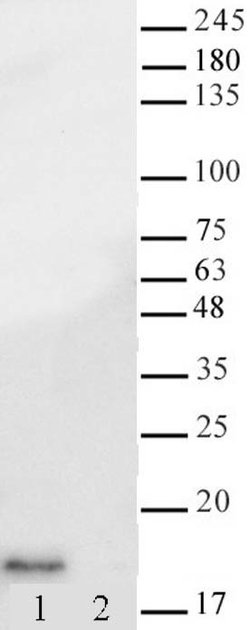 Histone H3K14ac Recombinant Mouse Monoclonal Antibody, AbFlex , Active