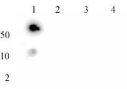 Histone H3K27me3 Recombinant Mouse Monoclonal Antibody, AbFlex , Active