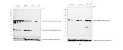 Invitrogen™ Goat anti-Mouse IgG, IgM, IgA (H+L) Secondary Antibody, HRP