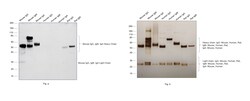 Invitrogen Goat anti-Mouse IgG, IgM, IgA (H+L) Secondary Antibody, HRP