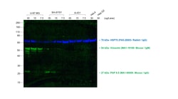 Invitrogen F(ab')2-Goat anti-Mouse IgG, IgM (H+L) Secondary Antibody, Alexa