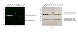 Invitrogen F(ab')2-Goat anti-Mouse IgG, IgM (H+L) Secondary Antibody, Alexa