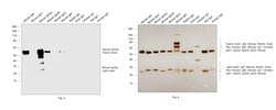 Invitrogen Goat anti-Mouse IgG2a Secondary Antibody, HRP 200 &mu;g; HRP:Antibodies,