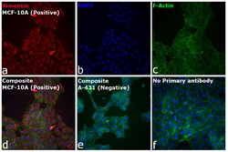 Invitrogen&trade;&nbsp;Goat anti-Rabbit IgG (H+L) Cross-Adsorbed Secondary Antibody, Alexa Fluor&trade; 532