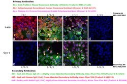 Invitrogen™ Goat anti-Human IgG (H+L) Cross-Adsorbed Secondary Antibody, Alexa Fluor™ 594