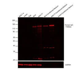 Invitrogen Goat anti-Human IgG (H+L) Cross-Adsorbed Secondary Antibody,
