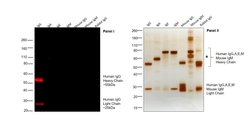 Invitrogen Goat anti-Human IgG (H+L) Cross-Adsorbed Secondary Antibody,