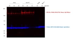Invitrogen Donkey anti-Sheep IgG (H+L) Cross-Adsorbed Secondary Antibody,