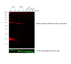 Invitrogen F(ab')2-Goat anti-Mouse IgG (H+L) Cross-Adsorbed Secondary Antibody,
