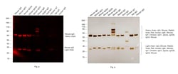 Invitrogen F(ab')2-Goat anti-Mouse IgG (H+L) Cross-Adsorbed Secondary Antibody,