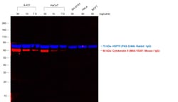 Invitrogen F(ab')2-Goat anti-Mouse IgG (H+L) Cross-Adsorbed Secondary Antibody,