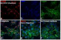 Invitrogen F(ab')2-Goat anti-Mouse IgG (H+L) Cross-Adsorbed Secondary Antibody,