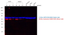 Invitrogen F(ab')2-Goat anti-Mouse IgG (H+L) Cross-Adsorbed Secondary Antibody,
