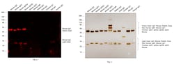 Invitrogen F(ab')2-Goat anti-Mouse IgG (H+L) Cross-Adsorbed Secondary Antibody,