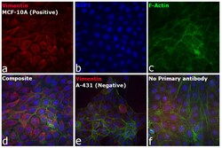 Invitrogen Goat anti-Chicken IgY (H+L) Secondary Antibody, Alexa Fluor