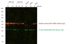 Invitrogen Goat anti-Chicken IgY (H+L) Secondary Antibody, Alexa Fluor